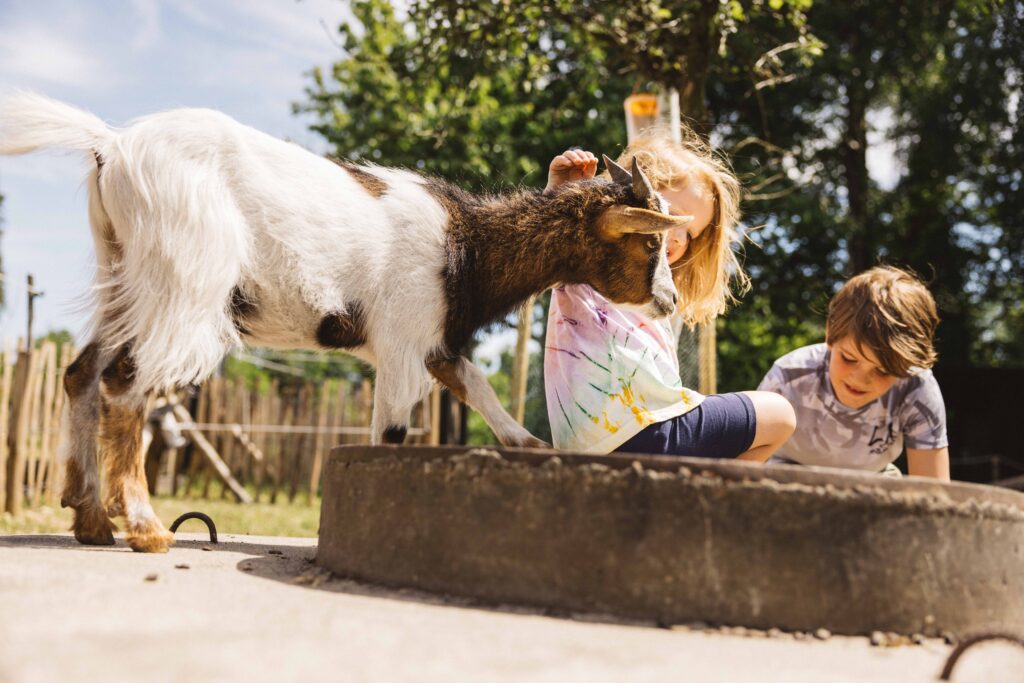 Geiten aaien Naturpott Borkenberge kamperen Duitsland kinderen dieren