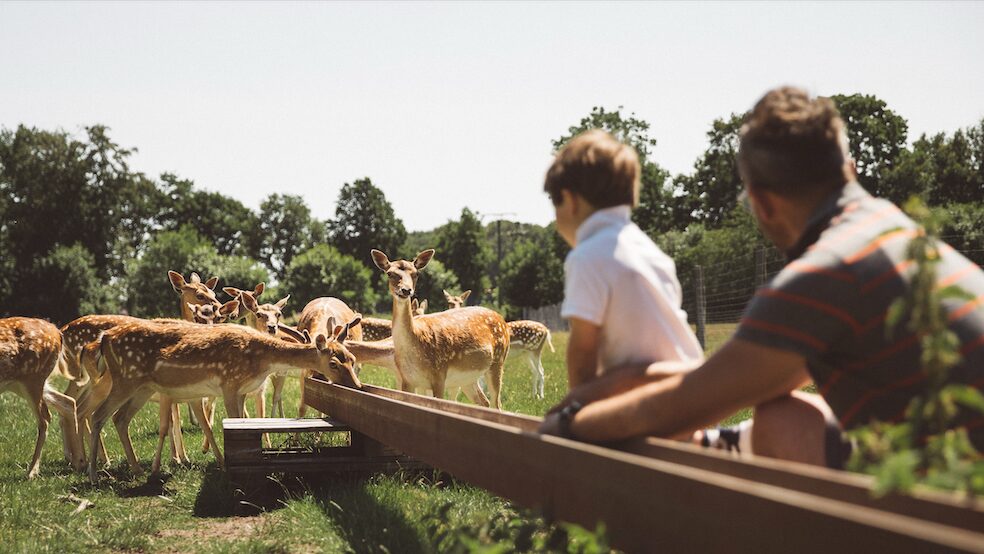 Münsterlands landschap met hertjes in een kinderboerderij nabij Naturpott Borkenberge – camping- en glampingvakantie in het Münsterland